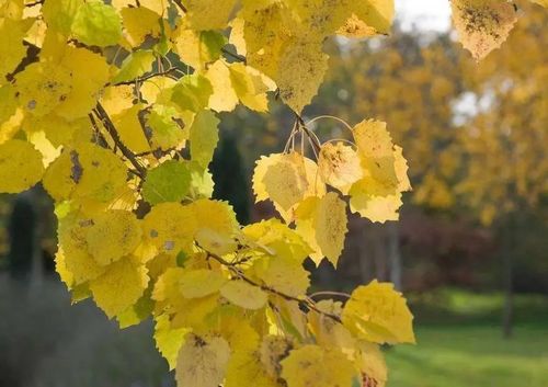 这是秋天时,杨树的样子,因为秋天了,它要凋谢了,所以说它的叶子是黄色