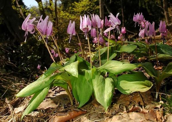 erythronium sp. ,猪牙花属.