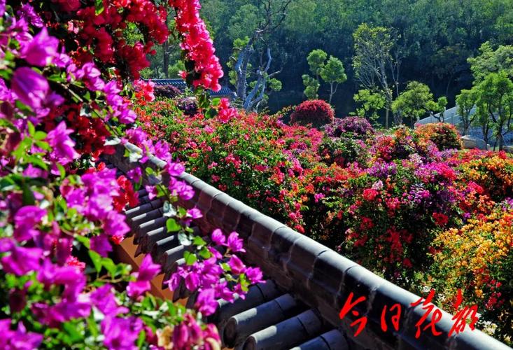 惊艳占地3000亩马岭观花植物园美醉了