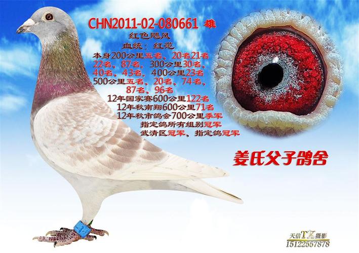 姜氏父子鸽舍--普通展厅--搜鸽网