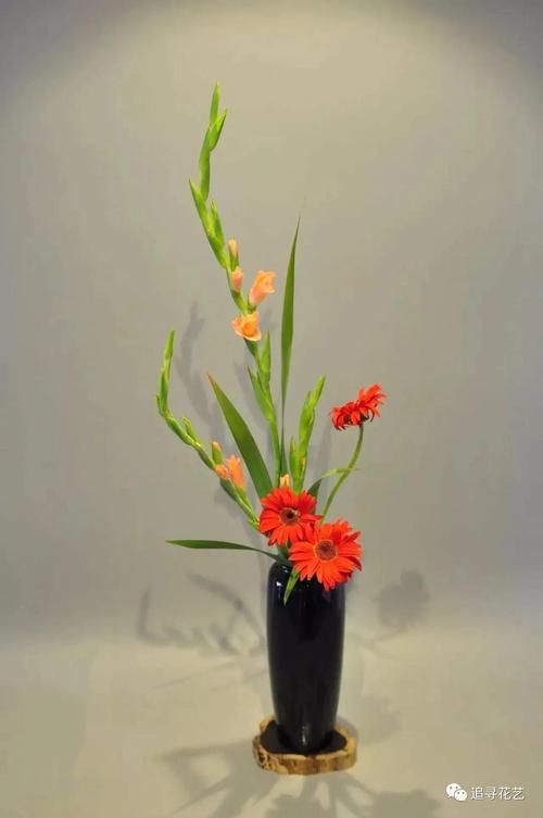 唐菖蒲(剑兰)植物美学