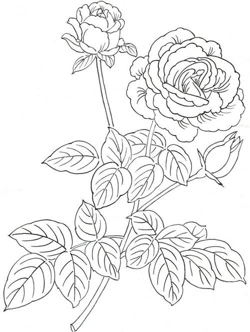 白描月季花画法