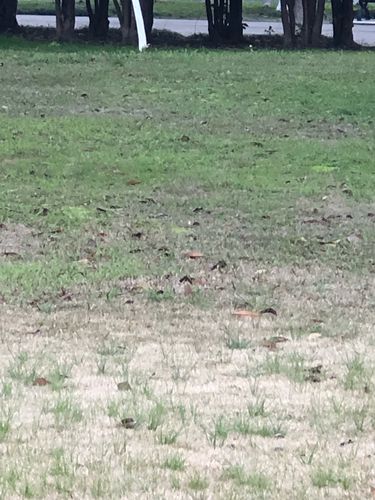 遥看草色近却无