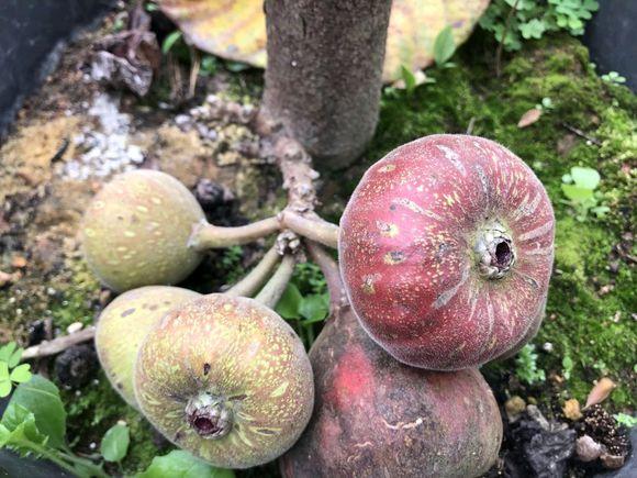 主页 养花知识 认识植物   无花果大家都比较常见,有一种水果和无花果