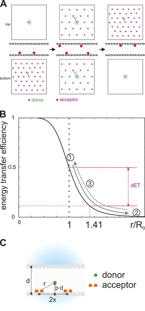spectroscopy in planar lipid bilayer: the pore-forming