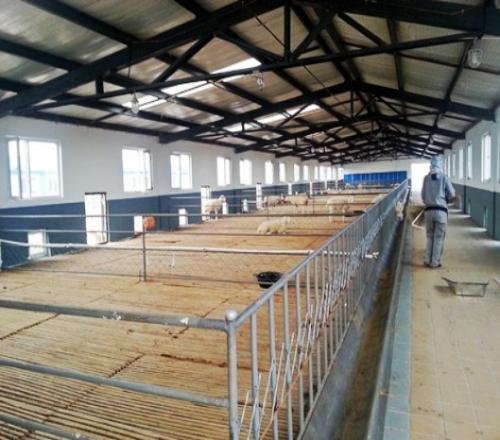 猪场建设规划和猪舍建筑