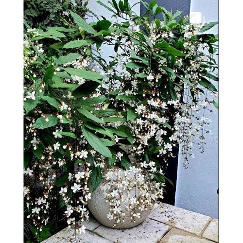 垂丝茉莉花盆栽垂枝家养白玉蝴蝶开花阳台室内花卉花奔室内植物好