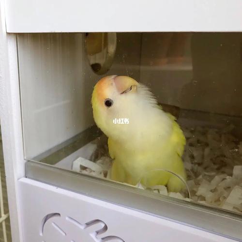 晒晒蛋～_鹦鹉_牡丹_牡丹鹦鹉_宠物_宠物其他