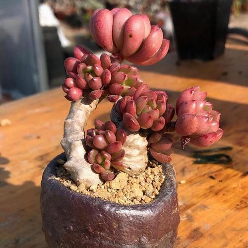 2,姬星美人姬星美人归属于身材小巧玲珑的一个多肉品种,结实易养,轻