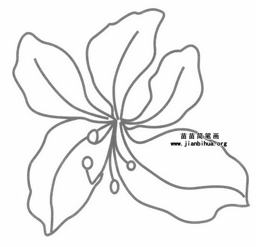 关于紫荆花叶的手抄报 手抄报简单又漂亮