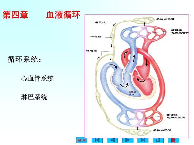 第四章血液循环 - 心脏生理.ppt