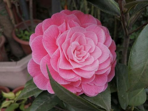 山茶花佳品——红十八学士,六角白