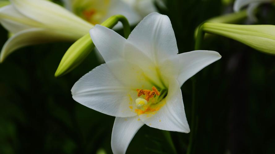 台湾北回归线百合花18