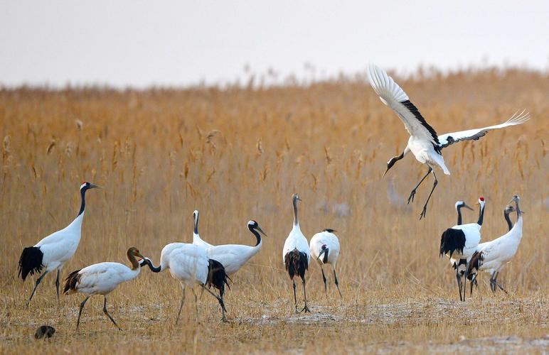 盐城射阳湿地丹顶鹤