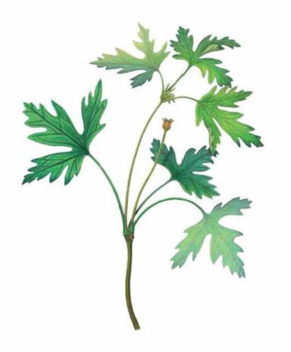 常见双子叶作物:棉花,大豆, a href="#" data-lemmaid="588725">花生 