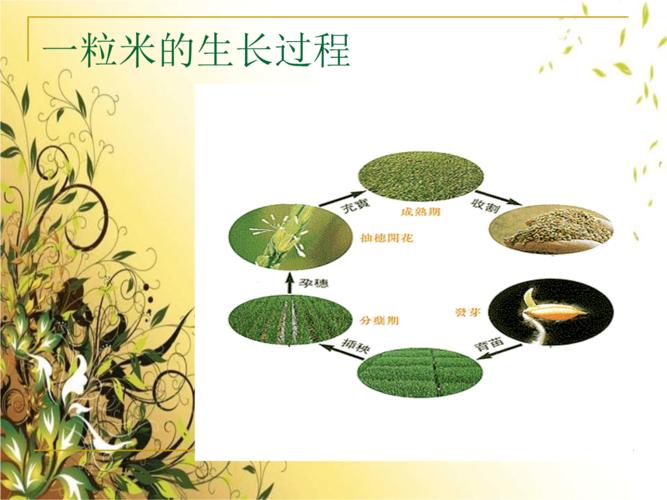 一粒米的来历课件ppt16页