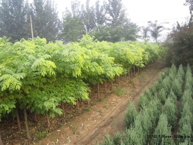 金枝槐 矮杆金枝槐 高杆金枝槐