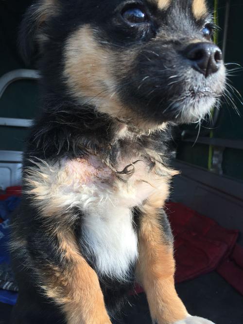 狗狗脖子下长疙瘩,说是淋巴有问题,是不是要去医院