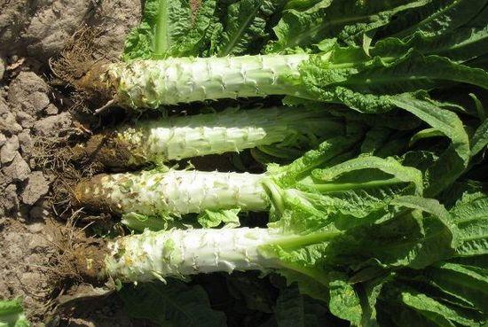 一道既好喝,又清火滋润的家庭靓汤 ——【豆腐元子棒菜汤】 - 纸皮