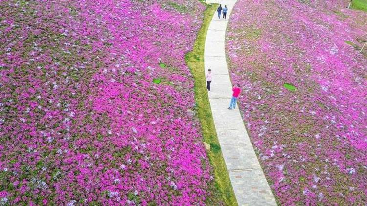 网红花海又来啦!济南龙鼎大道大片福禄考花飘香