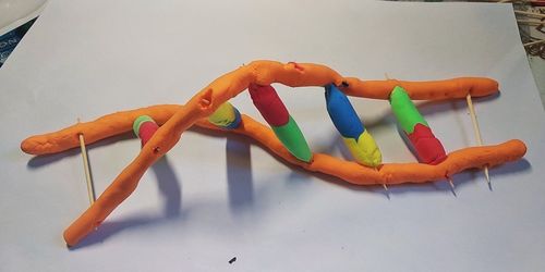 高一172班生物dna模型制作