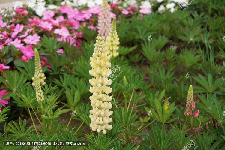 [正版商业] 羽扇豆