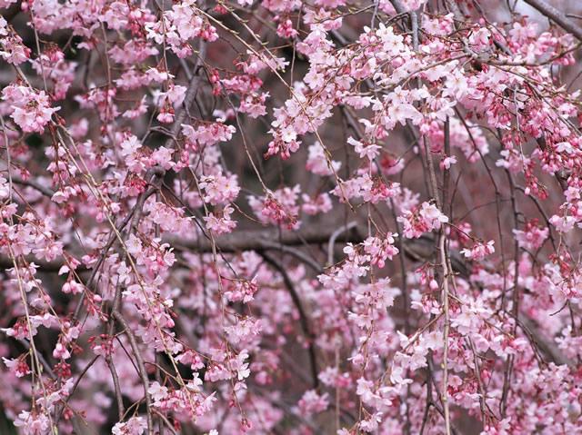 日本樱花节