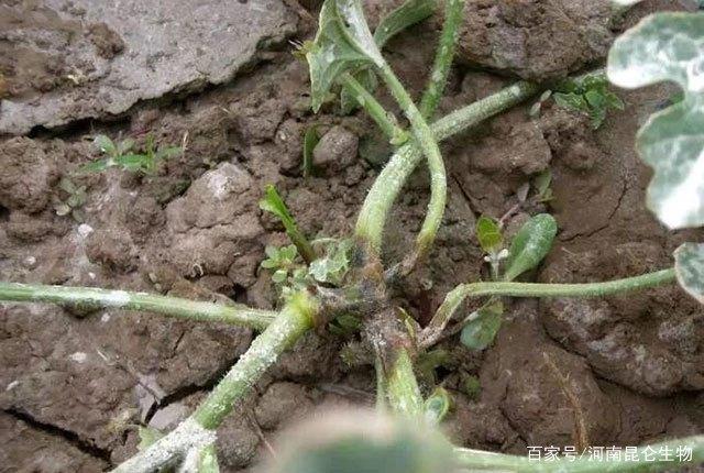西瓜根腐枯萎能治好吗?软腐烂根怎么用药?重茬根腐杀菌剂根小子