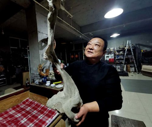 山西5旬大哥在悬崖峭壁上捡到"崖柏"骨料,万元不卖,看啥样子