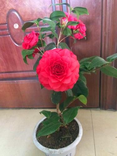 花径最大的茶花,花期长达近半年,花大色艳,漂亮好养,秋种选它