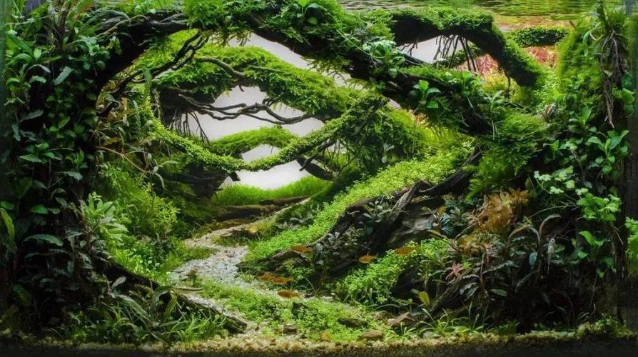 欧洲水草造景比赛2020年获奖作品欣赏完整版