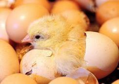 人工孵化小鸡教程