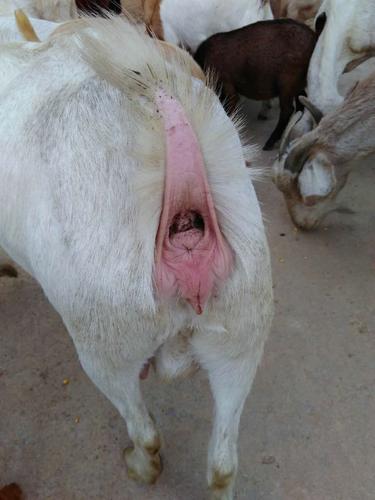 我有一头羊缸门发红清问是什么病