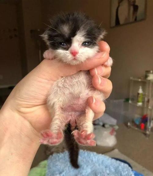 小奶猫早产还不到主人鼻子大,2个月后逆袭成功收获不
