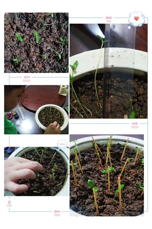 万寿菊生长过程