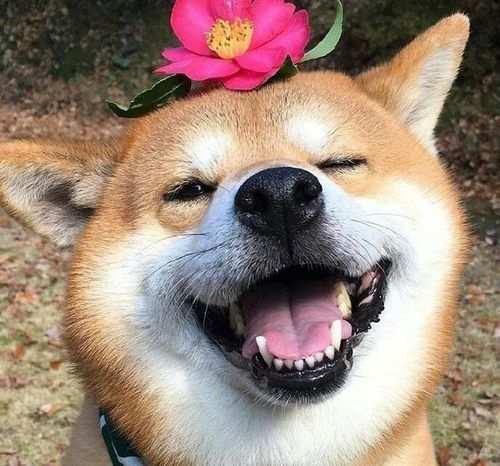 可爱柴犬微笑头像微信头像