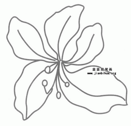 紫荆花简笔画图片,教程-儿童简笔画大全