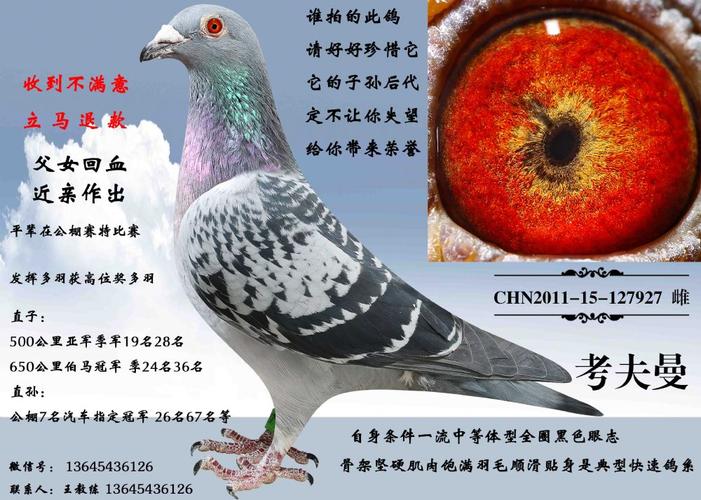 空运:按次数计算,得标1羽及多羽,每次均按300元支付,鸽友必须自行到