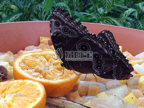 橙子上的蝴蝶图片