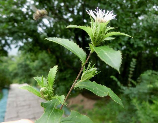 [转载]440,北苍术