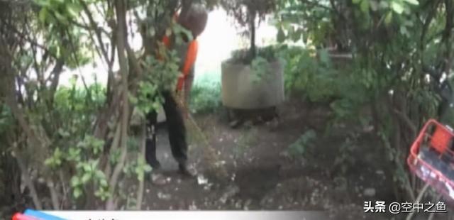 小树林中垃圾随处扔罪魁祸首竟是沙发