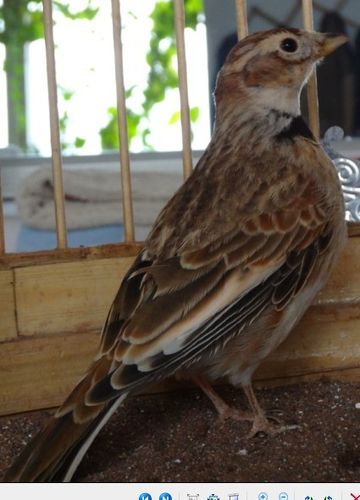 请百灵鸟爱好者帮忙分辨一下这只百灵是公是母?谢谢!