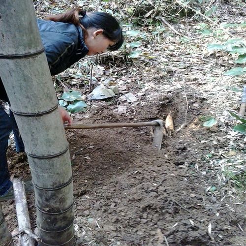 井冈山特产2015年 新鲜冬笋 现挖现卖野生冬笋 竹笋新鲜蔬菜 包邮