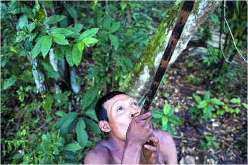 用吹箭筒猎杀猴子是努卡人最喜欢的狩猎项目