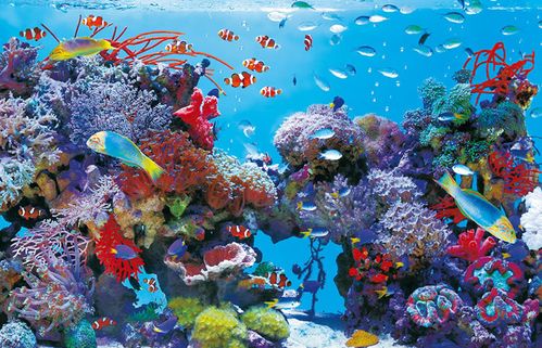 如何选购热带鱼水族箱?热带鱼鱼缸怎么挑选?