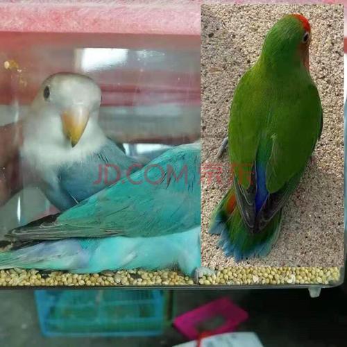 不二臣牡丹鹦鹉活体宠物鸟爱情鸟虎皮鹦鹉黄绿桃面鹦鹉手养鹦鹉鸟活物