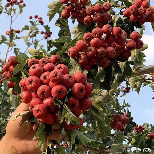 旅游观赏用山楂树栽培关键技术 山楂树姿优美,枝叶繁茂,成熟果实鲜红