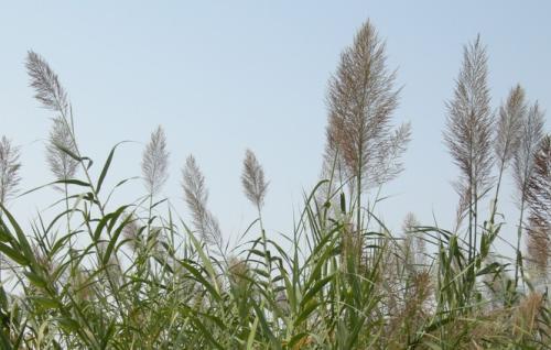 芦竹和芦苇的区别