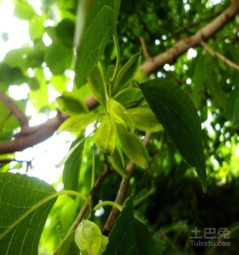 神奇中药杜仲树图片