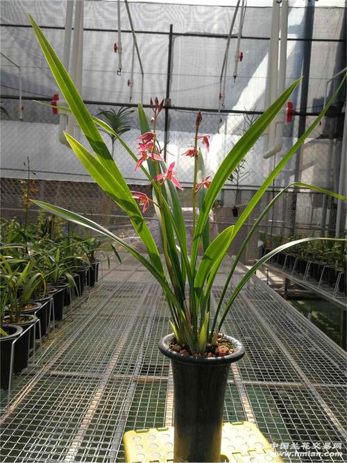 南国胭脂开品欣赏-墨兰篇-中国兰花交易网社区